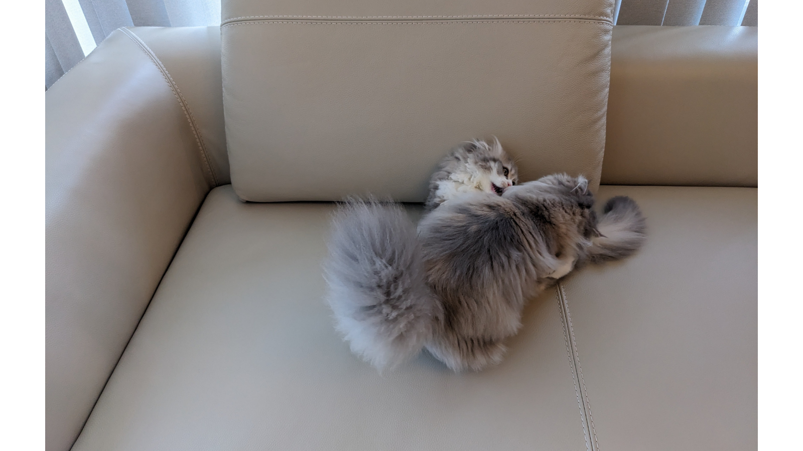 ゆったりとしたベージュのレザーソファの上でじゃれ合って遊ぶ、二匹の愛らしい猫