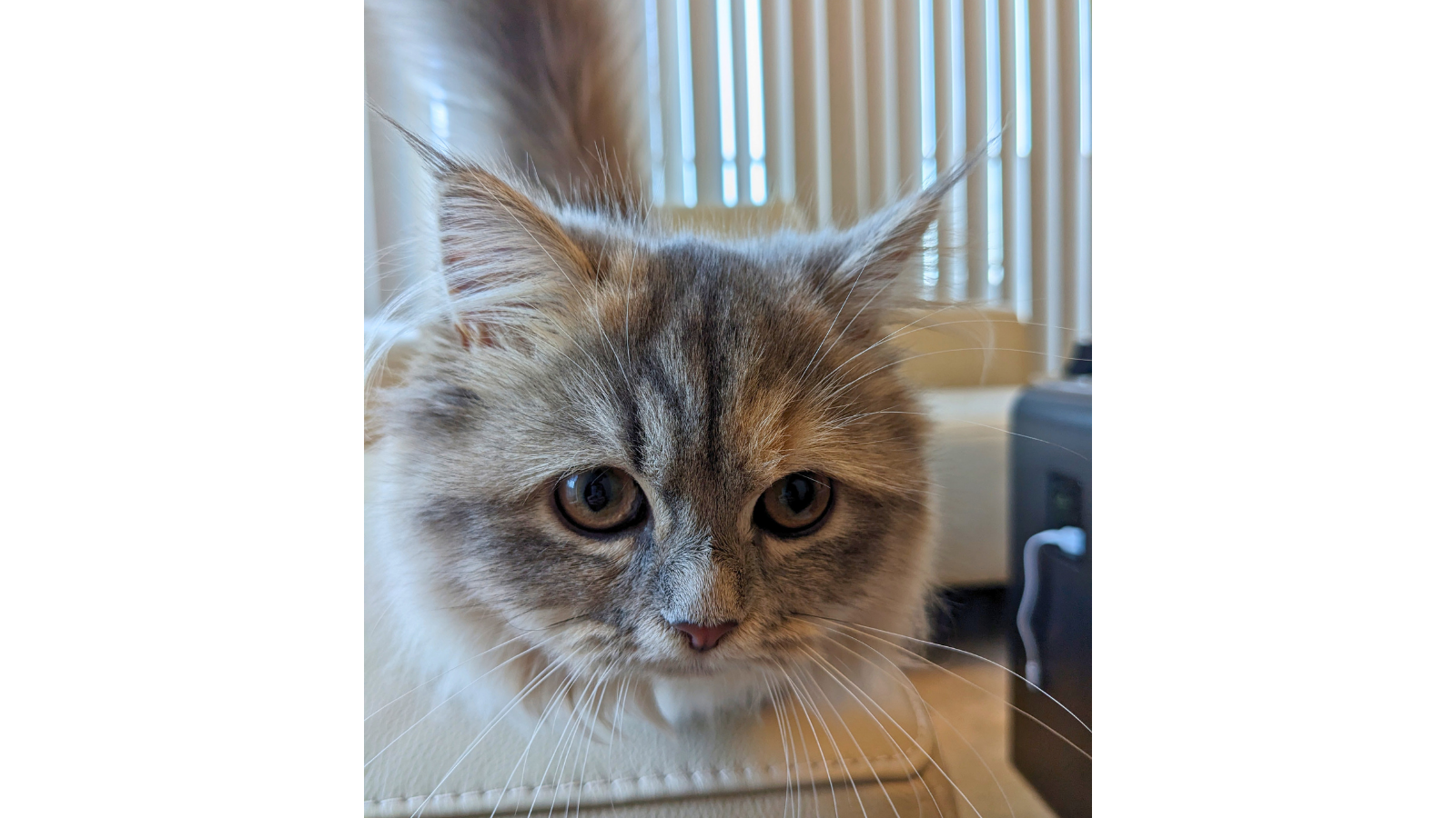 上質なレザーソファの上でくつろぐ、ふさふさの毛並みを持つ愛らしい長毛種の猫